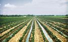 farmland