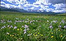 mountain meadow