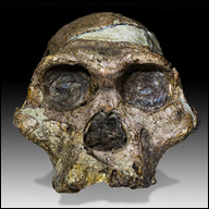 Australopithecus africanus