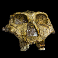 Paranthropus robustus