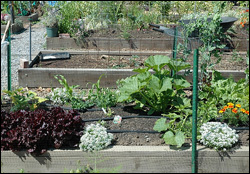 Root of emotional and  physical health examined in community gardens